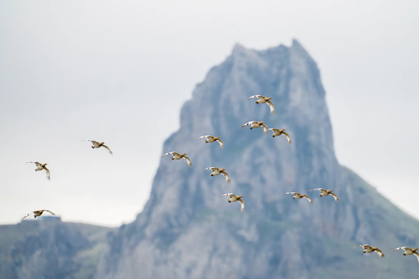 Beshbarmag: Azerbaijan's Greatest Bird Migration Bottleneck